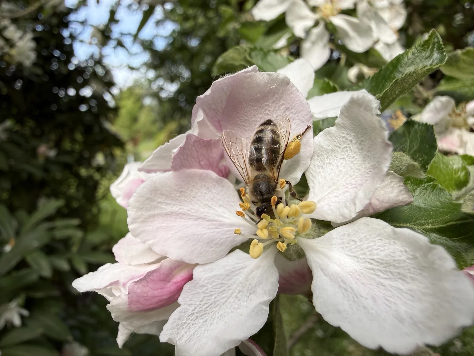 Honigbiene auf einer Apfelblüte