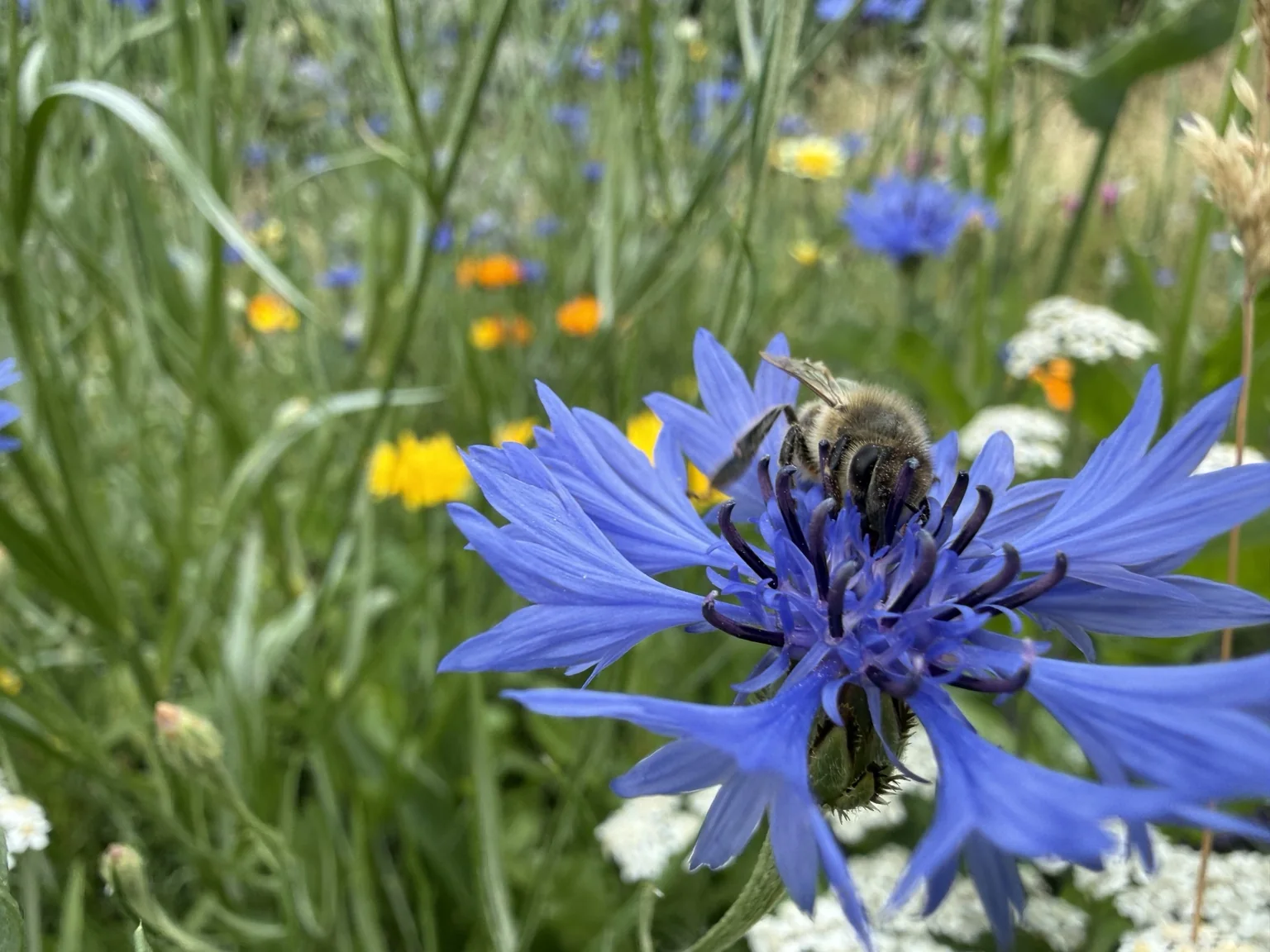 Biene auf einer blauen Kornblume