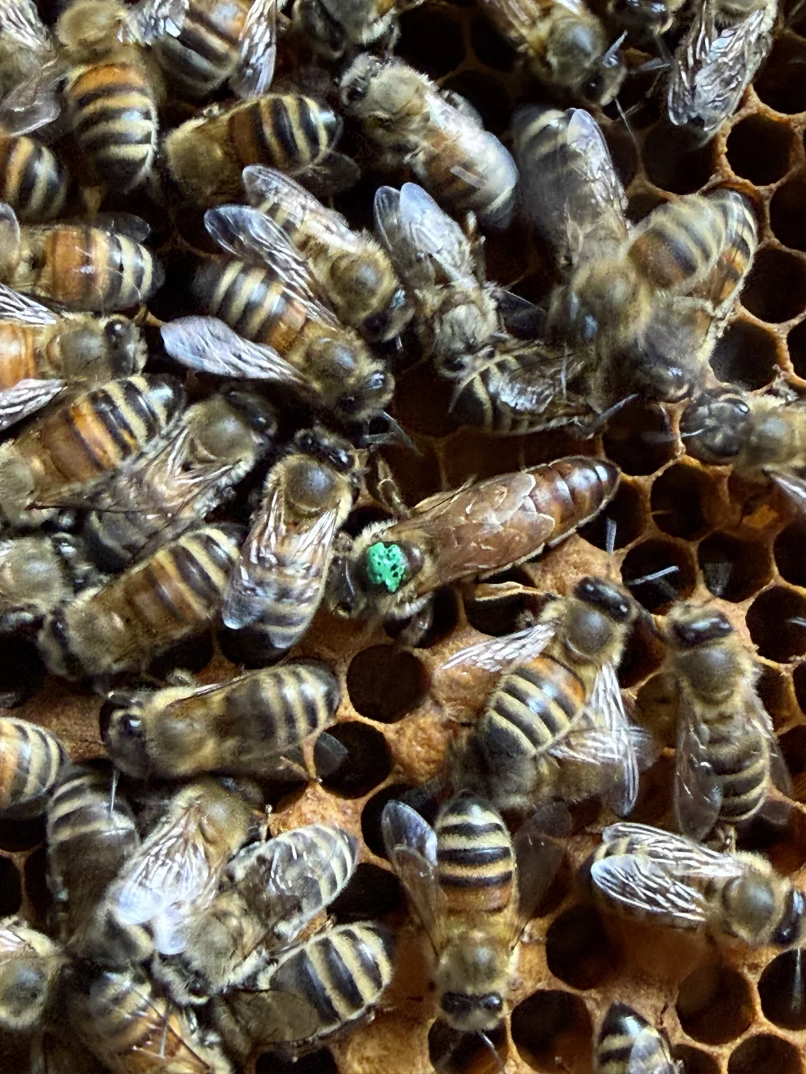 Honigbienen auf einer Wabe mit markierter Königin