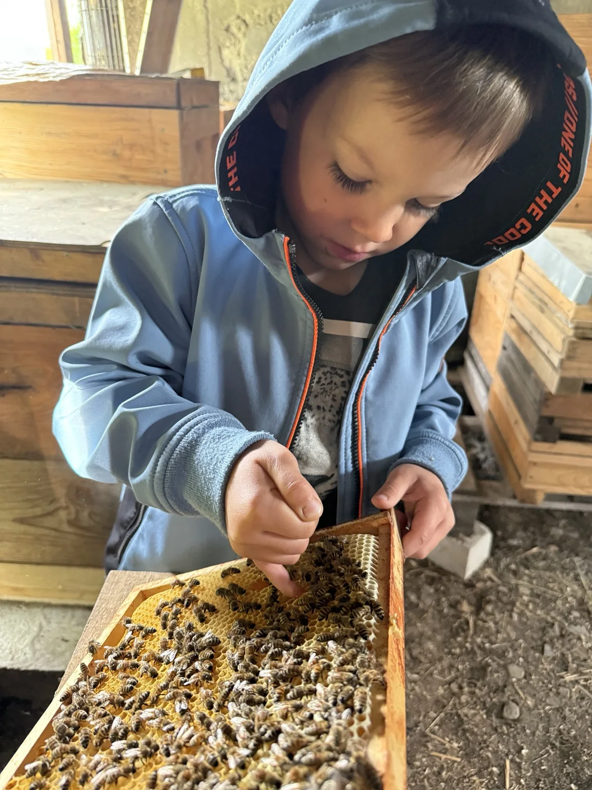 Ein Kind schaut gemeinsam mit uns eine Bienenwabe an