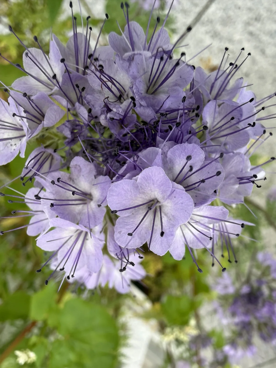 Violette Phacelia-Blüte