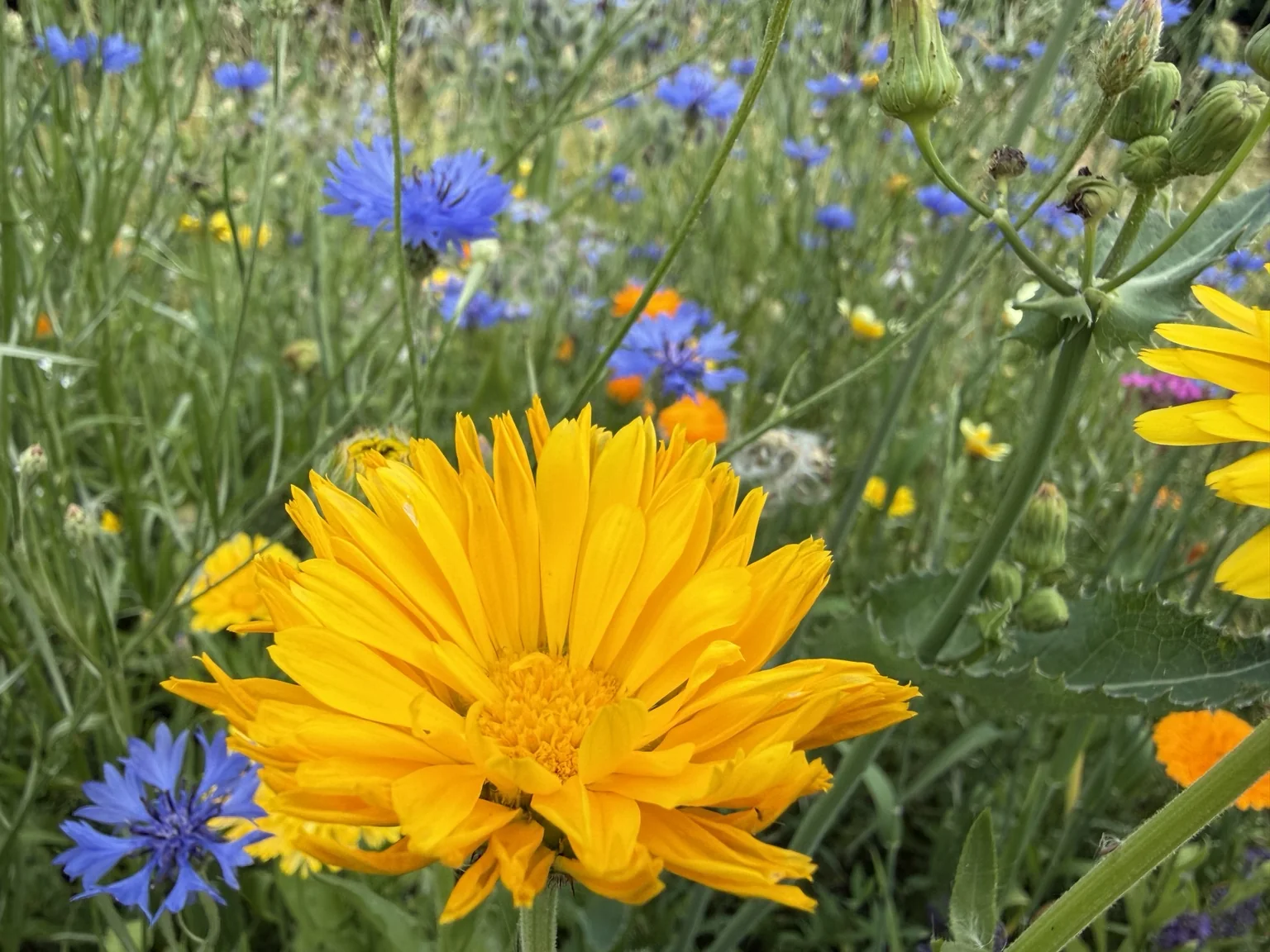 Ringelblume in einer bunten Wiese