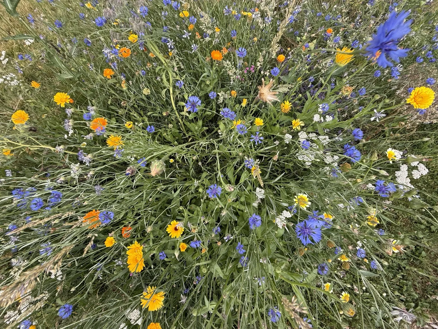 Bunte Wildblumenwiese mit Kornblumen und Ringelblumen